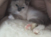 Female ragdoll