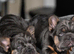 Big Rope Fluffy French Bulldog Puppies