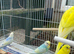 Baby rainbow and pied budgies