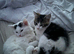 Kittens