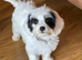 F1 cavapoos