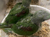 Alexandrine parrot