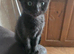Half sphynx half siamese ready now!!!