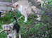 Chihuahua x boy puppies