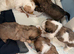 Shih Tzu x Shorkie pups!