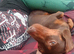 2 female 4yo .rehome together only