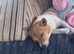 Stunning female jack Russell