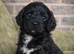 Outstanding Cockapoo Babies