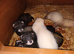 Ferret kits available