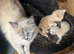 Ragdoll kittens