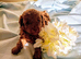 Outstanding quality maltipoo .