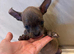 *READY NOW* Bully x frenchie