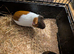 x4 female guinea pigs