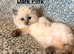 1 Girl Left - Purebred Blue Point & Blue Mitted Kittens