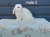Adorable mini lop rabbits. READY NOW