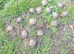 Hermann's T.h.b and Spur-thighed tortoises