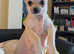 2 chihuahua/bichon frise puppies