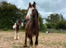 Beautiful Yearling gelding
