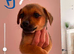 Jack Russell cross Pomeranian