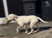 Pure white mastiff pup