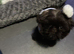 Beautiful imperial Shihtzu male 6 months