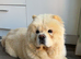 Chow chow for rehoming