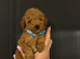 Beautiful 4th Generation Miniature Poodle Puppies