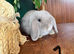 2 Lilac Pure Mini Lop Does - Ready 11th July!