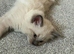 Beautiful ragdoll kittens for sale
