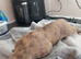 3 lurcher left
