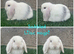 Pure breed mini lops bucks