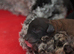 Health tested miniature poodle puppies