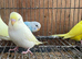 Lovely baby budgies