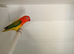 Split Opaline dilute x opaline Euwing Fischer's lovebirds