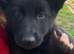 German Shepherd Puppies for Sale