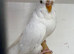 Double Factor Spangle Hen