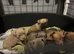 Staff cross micro pocket bully pups