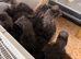 5 Week Old UK Bantam Silkie growers Unsexed