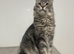Blue Classic Tabby Maine Coon Girl
