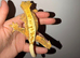 Gorgeous crested geckos with full set up