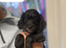 Ready now cockapoo puppy