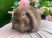 Mini lops