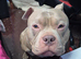 Lavender pocket bully male