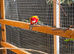 Rosella