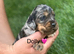 Outstanding Cocker Spaniel Puppies
