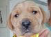 Chunky labrador puppies