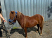 Miniature Shetland 4yo