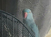 Rio blue ringneck