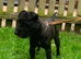 Patterdale fell terrier puppies