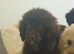 Five beautiful F1B Cockapoo puppies looking for loving homes ️